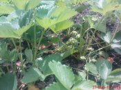 DSC03531.JPG
