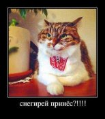 кот1.jpg