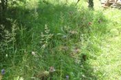DSC01345.JPG