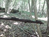 2015-06-16 11.22.47.jpg