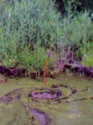 IMG0234A.jpg