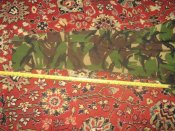 IMG_7196.JPG