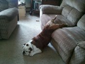 Fun_animals_28.jpg