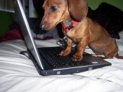 animals_on_computers_12.jpg