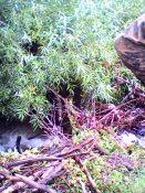 IMG0309A.jpg