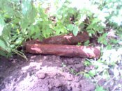IMG0283A.jpg