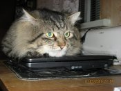 кот33.jpg