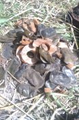 IMAG0498.jpg