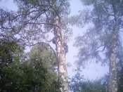 IMG0499.jpg