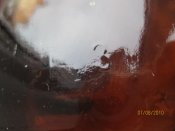 IMG_0591.jpg