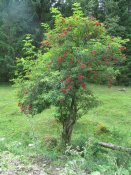 IMG_4070.JPG