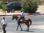 IMG_3177_resize.jpg