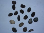 P1010076.JPG