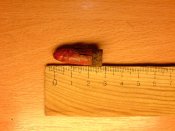 DSC00680.jpg