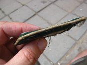 IMG_0292.JPG