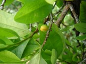 Colcoca04.jpg