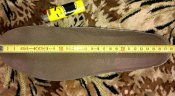 IMAG0898_1_1-1.jpg