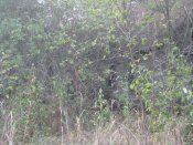 IMG_0510.JPG