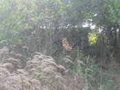 IMG_0511.JPG