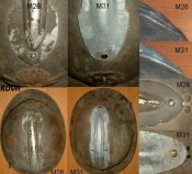 Изменение размера сравнение М31 и М26.jpg