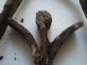 IMG1140A.jpg