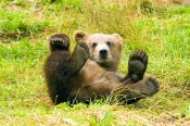523698__rolling-in-the-grass_p.jpg