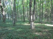 IMG_2137.JPG