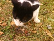 DSC00087.jpg