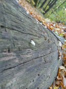 IMG_2015-10-11_153927_HDR[1].jpg