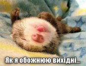 1426444462_vuhidni.jpg