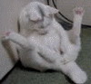 avatar-ppcat_p1.jpg