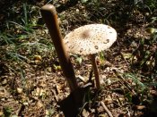 DSC04333.JPG