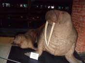 SAM_0539.jpg