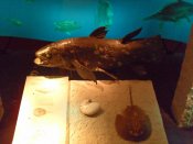 SAM_0558.jpg