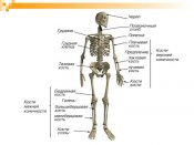 anatomicheskiy-spravochnik-po-skeletu-cheloveka-14483-large.jpg