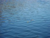 DSC03941.JPG