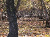 IMG_1734.JPG