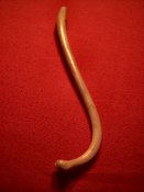 Raccoonpenisbone.jpg