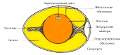 1410590036_stroenie-yayca.png