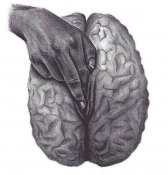 легкая-эротика-мозг-женщины-песочница-2449598.jpeg