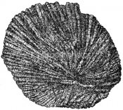 depositphotos_11877911-Structure-of-the-meteorite-chondrule-section.jpg