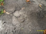 SDC12418.jpg