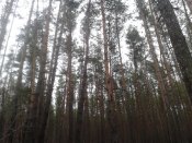 2015-12-05 13.32.54.jpg