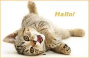 animaties-gif-hallo-3395529.jpg