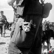 cats_in_the_army_01382_007.jpg