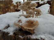 IMG_2015-12-18_121732_HDR[1].jpg
