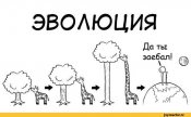 жираф.jpg