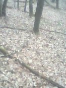 IMG0058A.jpg