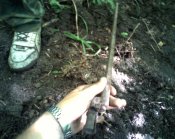 IMG0263A.jpg