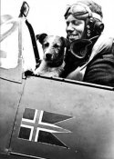 332_N_dog.jpg